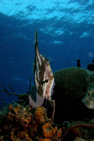 File fish in coral bed. by Ting Tsui 