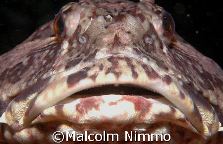 Another shot  taken off Vancouver Island - this guy didn'... by Malcolm Nimmo 