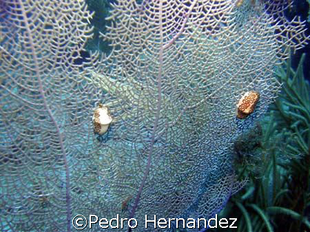 Flamingo Tongue,Culebra, Puerto Rico by Pedro Hernandez 