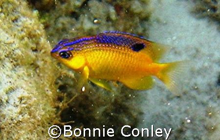 Tiny jewel seen while snorkeling at Isla Mujeres.  Photo ... by Bonnie Conley 