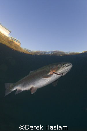 Trout. Capernwray. D200, 10.5mm. by Derek Haslam 
