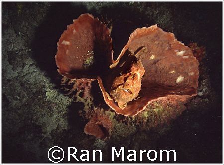 frogs heart  by Ran Marom 