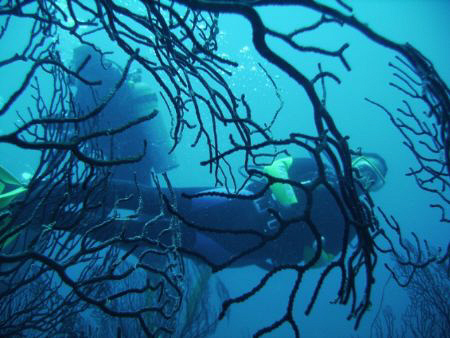 Coral Woman by Roger Webb 