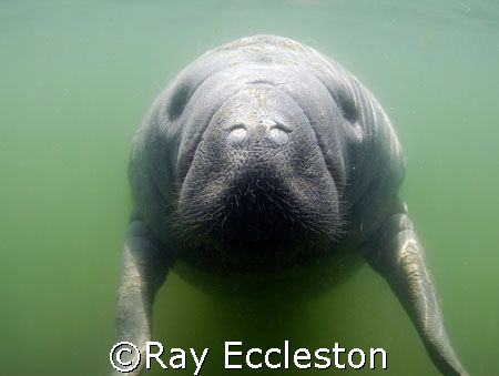 Juvenile Manatee,Camera D-200 nikon by Ray Eccleston 
