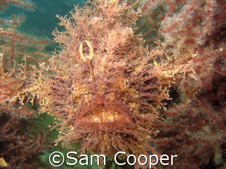 Tasseled Angler taken in Port Phillip Bay Melbourne Austr... by Sam Cooper 