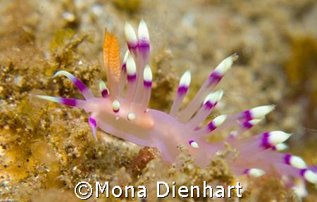 close up  by Mona Dienhart 