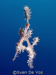 ornate ghost in the blue by Sven De Vos 