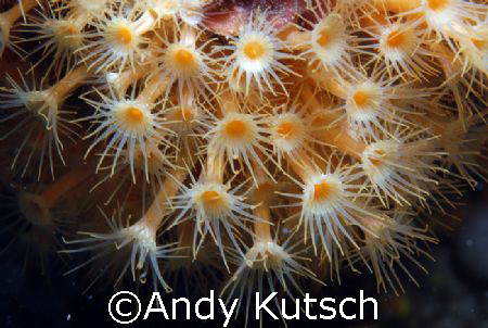 Nikon D80 60mm Macro in Biograd/Croatia by Andy Kutsch 