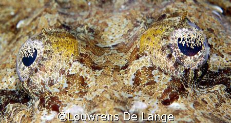 Flathead stare by Louwrens De Lange 