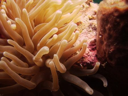 Taken with a Sealife DC500 with a strobe at Black Forest,... by Roger Webb 