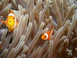 Clown fish, Apo Island, Philippines by Eliel Alfon 