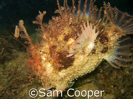 Tasseled Angler taken in Port Phillip Bay Melbourne, Aust... by Sam Cooper 
