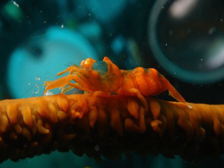 whipcoral shrimp. no cropping no photoshop jus point shoo... by Rory Ferguson 