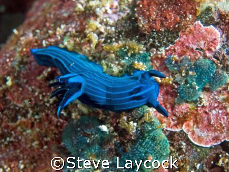 endemic Galapagos Dorid nudibranch - Tambja mullineri
ta... by Steve Laycock 