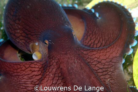 Hallo there! by Louwrens De Lange 