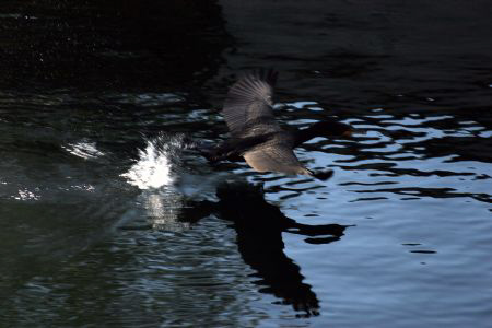 Bird takes fight! I did not realize birds use their feet ... by Ting Tsui 