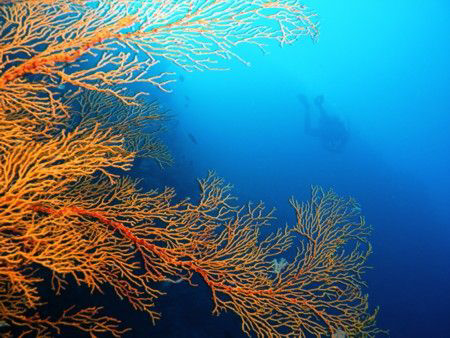 Fan Coral, Tubbataha, Philipppines by Eliel Alfon 