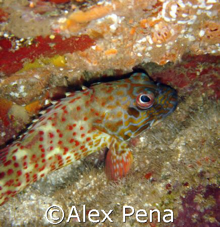 stocky hawkfish trying to swim away under a boulder. love... by Alex Pena 