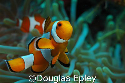 NEMO, d-70 taken at wakatobi by Douglas Epley 