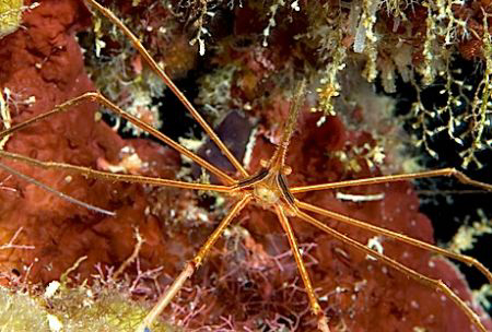 Arrow Crab by Andy Lerner 