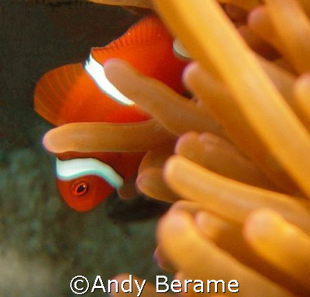 shy nemo @ dakit-dakit marine sanctuary, buyong, maribago... by Andy Berame 