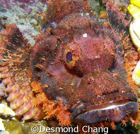 STONED! by Desmond Chang 