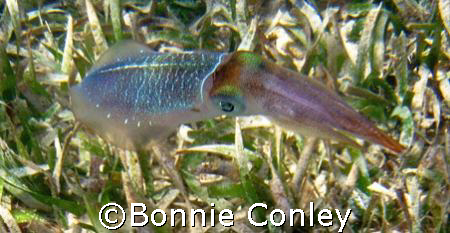 Squid seen while snorkeling at Isla Mujeres.  Photo taken... by Bonnie Conley 