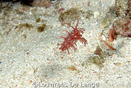 Rockmover wrasse by Louwrens De Lange 
