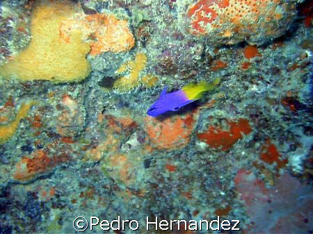 Fairy Basslet, Humacao, Puerto Rico by Pedro Hernandez 