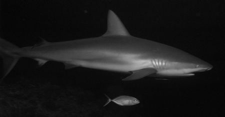 Caribbean Reef Shark,
The Maze, Grand Cayman by Neil Van Niekerk 