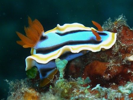 Nudibranch. Puerto Galera, Philippines by Eliel Alfon 