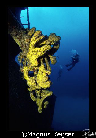 Hilma Hooker, at Bonaire.
Equipment used: Nikon F801, Si... by Magnus Keijser 