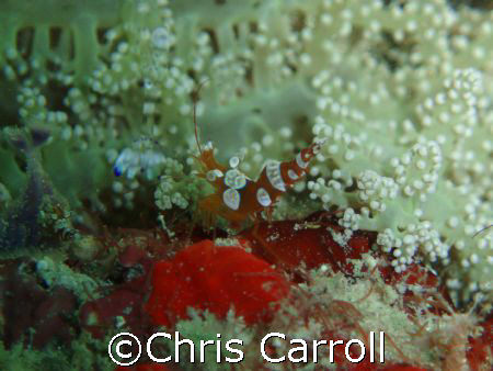Shake your booty.  Shrimp at Gunard reef - Kapalai by Chris Carroll 