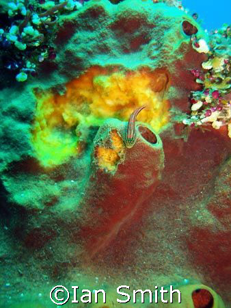 Taken off Tulumban Bali with Sony using internal flash by Ian Smith 