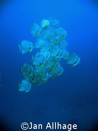 batfish 20050330 about about 3 oklock make safty stop and... by Jan Allhage 