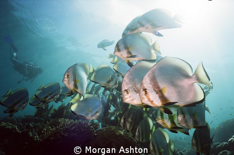 Batfish. Sipadan. by Morgan Ashton 