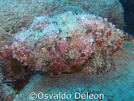 Scorpionfish  at St. Kitt by Osvaldo Deleon 