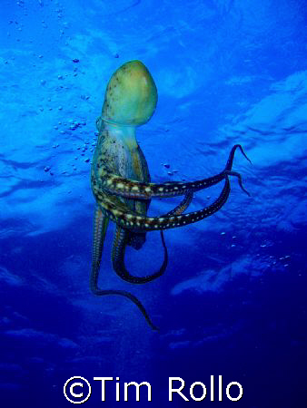 Octopus Swim.    Maui,  Honokawai Beach by Tim Rollo 