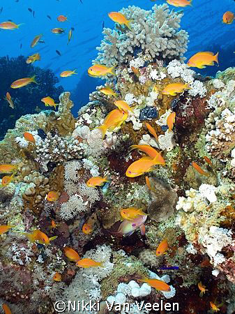 Anthias taken at Quays site, Ras Mohamed Park by Nikki Van Veelen 