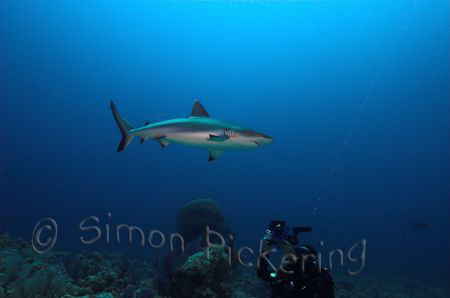 How close can you get to the sharks in Sudan ? by Simon Pickering 