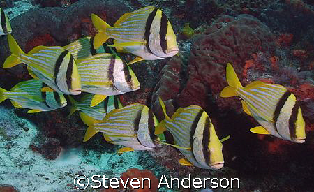 A school of Porkfish, taken in Cozumel. These fish are al... by Steven Anderson 
