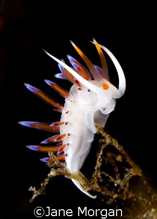 Nudi on the reef. Malta. Nikon D80. by Jane Morgan 