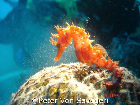 sea horse at el cabron gran canaria, 22mtr under torch light by Peter Von Savageri 