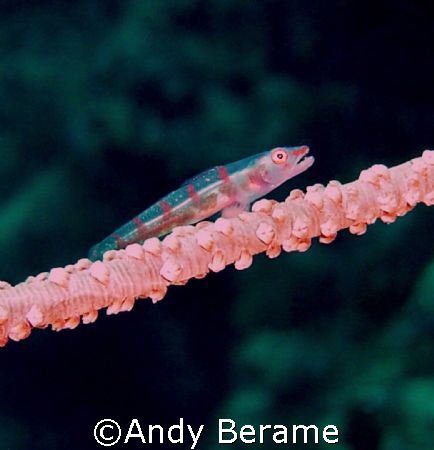 pigmy goby on a whip coral @ kontiki wall, maribago, lapu... by Andy Berame 