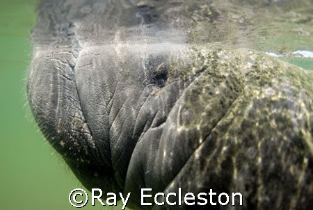 Manatee close-up, Camera Nikon D-200 by Ray Eccleston 