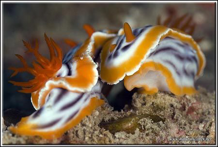 I love you too!!! That's the feeling I can see on that sh... by Yves Antoniazzo 