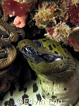 Wanna count my teeth? Taken In Anilao With Canon S80. by Edvin Eng 