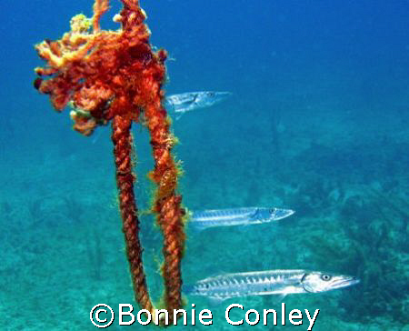 Just hanging around at Isla Mujeres.  Photo taken April 2... by Bonnie Conley 