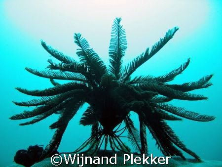 A Featherstar is born! by Wijnand Plekker 