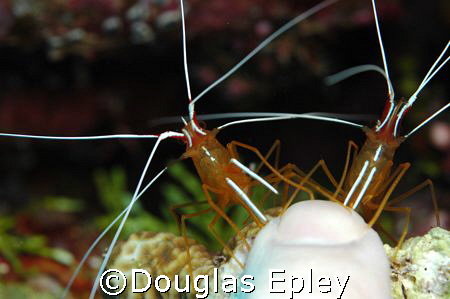 getting a manicure at wakatobi by Douglas Epley 